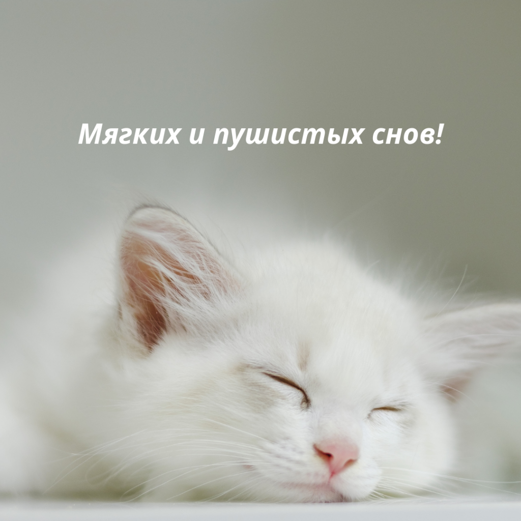 Прикольная картинка "Спокойной ночи с котиком"