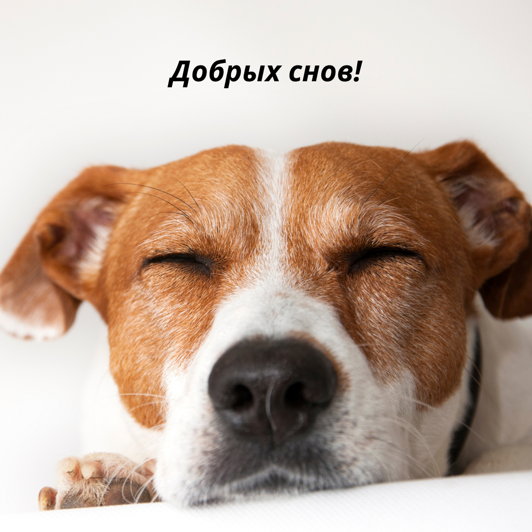 Смешная открытка доброй ночи