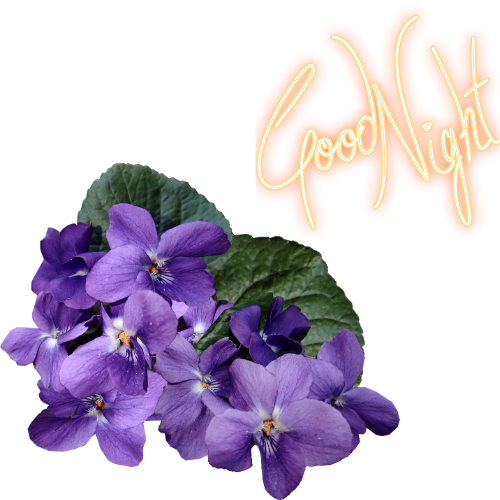 Красивые картинки с цветами для пожелания спокойной ночи